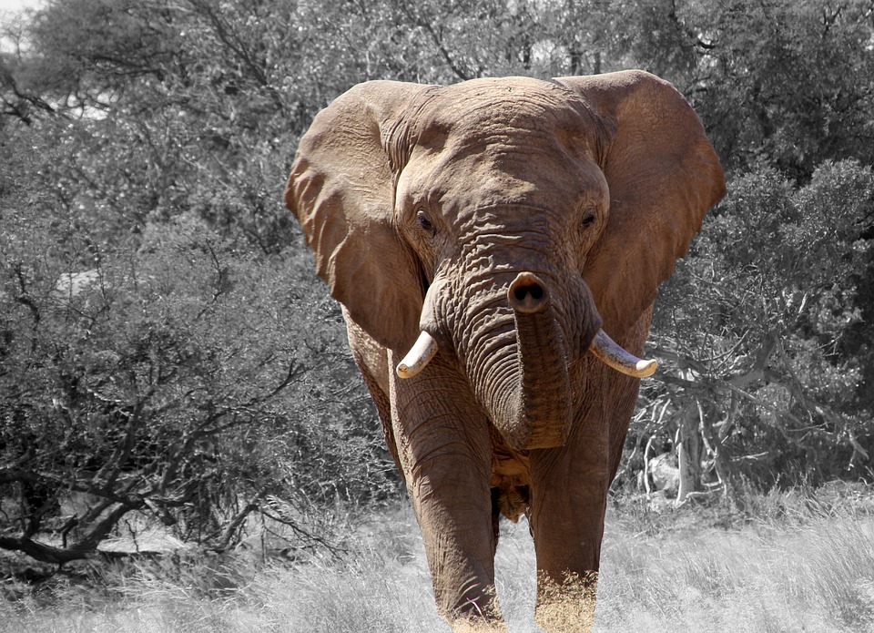 elephant 84186 960 720